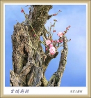 南京梅花别样红